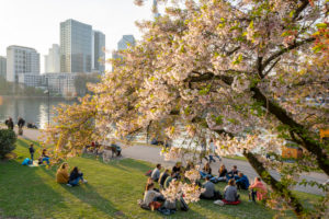 Germany, Hesse, Frankfurt, Frankfurt skyline behind a blossoming ornamental cherry tree. Germany, Hesse, Frankfurt, Frankfurt skyline behind a blossoming ornamental cherry tree.